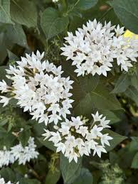 Image result for Pentas schumanniana