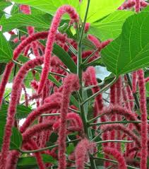 Image result for Acalypha fimbriata