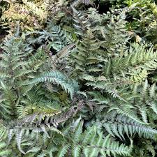Image result for Athyrium newtonii