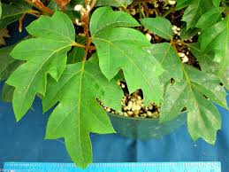 Image result for Cissus alata