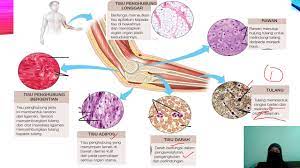 Dalam kebanyakan tisu penghubung fibroblast, yang mempunyai bentuk spindle. 2 3 Proses Hidup Organisma Multisel Youtube