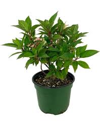 Image result for Gaertnera paniculata