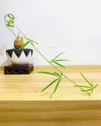 Image result for Adenia stenodactyla