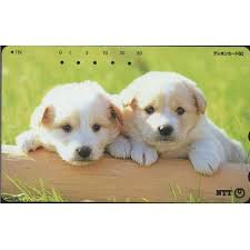 20057 Yavru Kopekler Japonya Telefon Kart Gittigidiyor Yavru Kopek Kopek Labrador Retrievers
