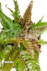 Image result for Pteris auquieri