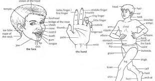 Vucut Parcalari Vocabulary Kel Kafalar Ingilizce Duz Sac