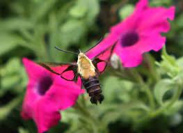 Many mistake it for a hummingbird, it is that charming! Hummingbird Moth
