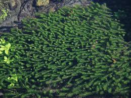 Image result for Lagarosiphon major