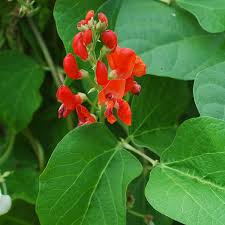 Image result for Phaseolus coccineus