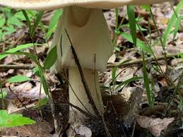 Image result for Commelina albescens