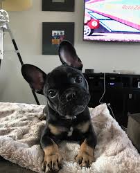 The sooner your dog learns the proper place to use the bathroom, the better chance of quick success for french bulldog potty training. Life With A Frenchie Dr Majestic
