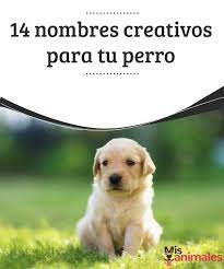 14 Nombres Creativos Para Tu Perro Nombres Para Mascotas Nombres Para Cachorros Y Nombres Tiernos Para Perros