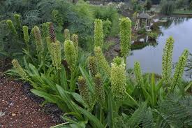 Image result for Eucomis
