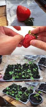 How To Grow Strawberries From Seed Growing Strawberries Growing Tomato Plants Grow Strawberries From Seed