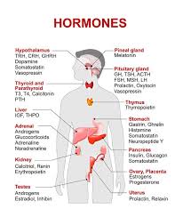 Examples Of Hormones And The Location Of Production