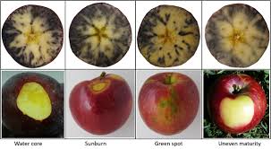 Developing A Cv Wa 38 Starch Scale For The Washington State