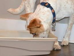 This not only tracks the litter throughout the house, but it can also be painful and irritate the cat's skin. Best 3 Solutions To Keep Dogs Out Of The Cat Litter Box No More Treats