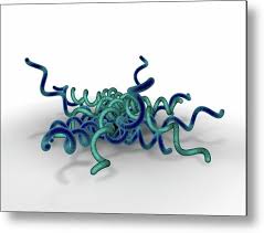 Image result for Spirochete