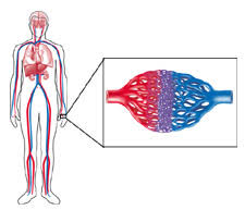 Keep breathing at your normal rate and depth, and you'll be far less likely to feel lightheaded during a blood draw. Vascular Disease Types Risks