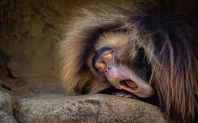 تحميل خلفيات القرد النوم قرود القرود عريضة 3000x1875 جودة