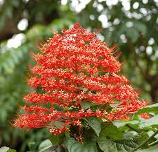 Find popular pagoda plant and buy best selling pagoda plant from m.banggood.com. Buy Clerodendrum Paniculatum Flava Plant Plantslive