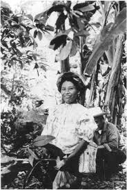 Image result for Trichilia quadrivalvis