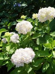 Image result for Ozoroa macrophylla