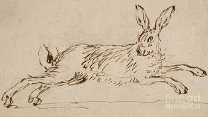 Hare