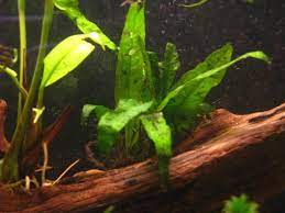 We would like to show you a description here but the site won't allow us. How To Grow And Care For The Finicky Java Fern Properly Rooted
