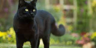 Arti kucing hitam masuk kereta. 5 Fakta Kucing Hitam Diyakini Bawa Hoki Hingga Pertemukan Jodoh Halaman All Kompas Com