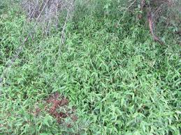 Image result for Isoglossa punctata