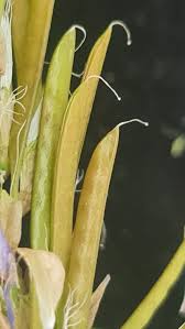 Image result for Astragalus atropilosulus