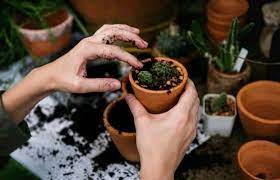 Well you're in luck, because here they come. Choosing The Right Pot For Succulents Pros And Cons Succulent Plant Care
