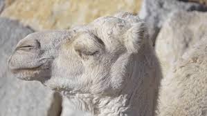 Camels can withstand variations in temperature and water intake beyond what other animals can handle. Dromedary Also Called Arabian Camel Stock Footage Video 100 Royalty Free 1011466394 Shutterstock