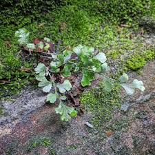 Image result for Asplenium cancellatum