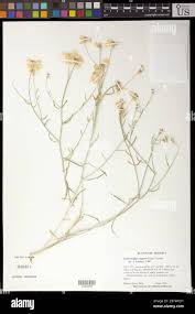 Image result for Calostephane divaricata