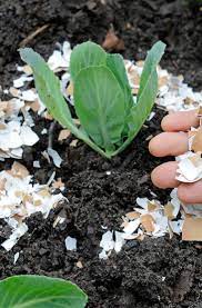 Earthworm casting tea or compost tea. Eggshells As Organic Pest Control Home Gardeners