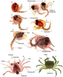 Select All The Correct Images, Which Organisms Undergo Carnegie Stages?
