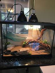 Bearded Dragon Terrarium Habitat Bearded Dragon Habitat Terrarium Bearded Dragon Terrarium Bearded Dragon Care Bearded Dragon Terrarium Ideas
