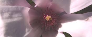 Here in the south, we love a good magnolia. Magnolia Species Saucer Magnolia Tulip Tree Magnolia Soulangeana