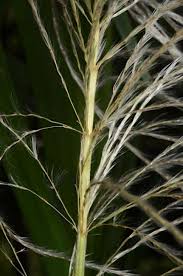 Image result for Saccharum spontaneum