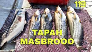 Umpan ikan mas memang tersedia di beberapa toko ikan dan toko pancing, namun dengan membuat sendiri tentu akan lebih murah. Bila Ikan Tapah Mula Makan Umpan Ikantapah Catfish Wallagoleeri Tomanharimau Caramenangkaptapah Youtube