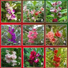 94 gambar foto bunga pacar air paling indah terbaru gambar. Pacar Air Www Zawawiflora Com Bunga Pacar Air