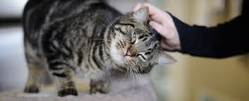 Some may naturally be a little shy at first, but that's possibly down to their background before arriving at paws. Adoption Info Paws