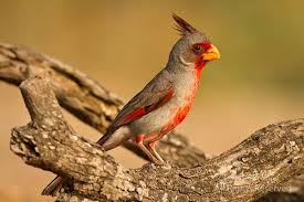 Birds That Look Like Cardinals Look Alike Bird The Pyrrhuloxia Bird Photography Bird South Texas