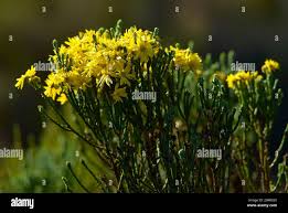 Image result for Stoebe