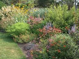 Pin By National Asla On Native Plants Native Plant Landscape Native Plant Gardening Low Maintenance Landscaping Front Yard