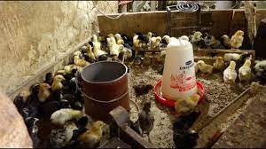 How To Care For Day Old Chicks - Youtube