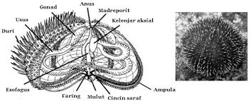 Hewan ini bisa ditemukan di hampir setiap kedalaman laut, dari zona internal sampai zona abyssal. Struktur Dan Fungsi Tubuh Echinodermata Mikirbae Com