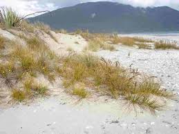 Or save the number and whatsapp the advertiser. Active Sand Dunes Manaaki Whenua